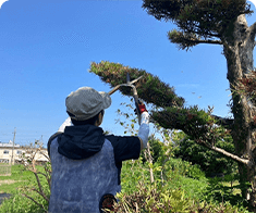 お庭の植栽剪定